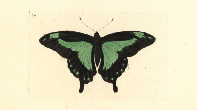 το-φαινόμενο-της-εξαφάνισης-της-πεταλ-563580328