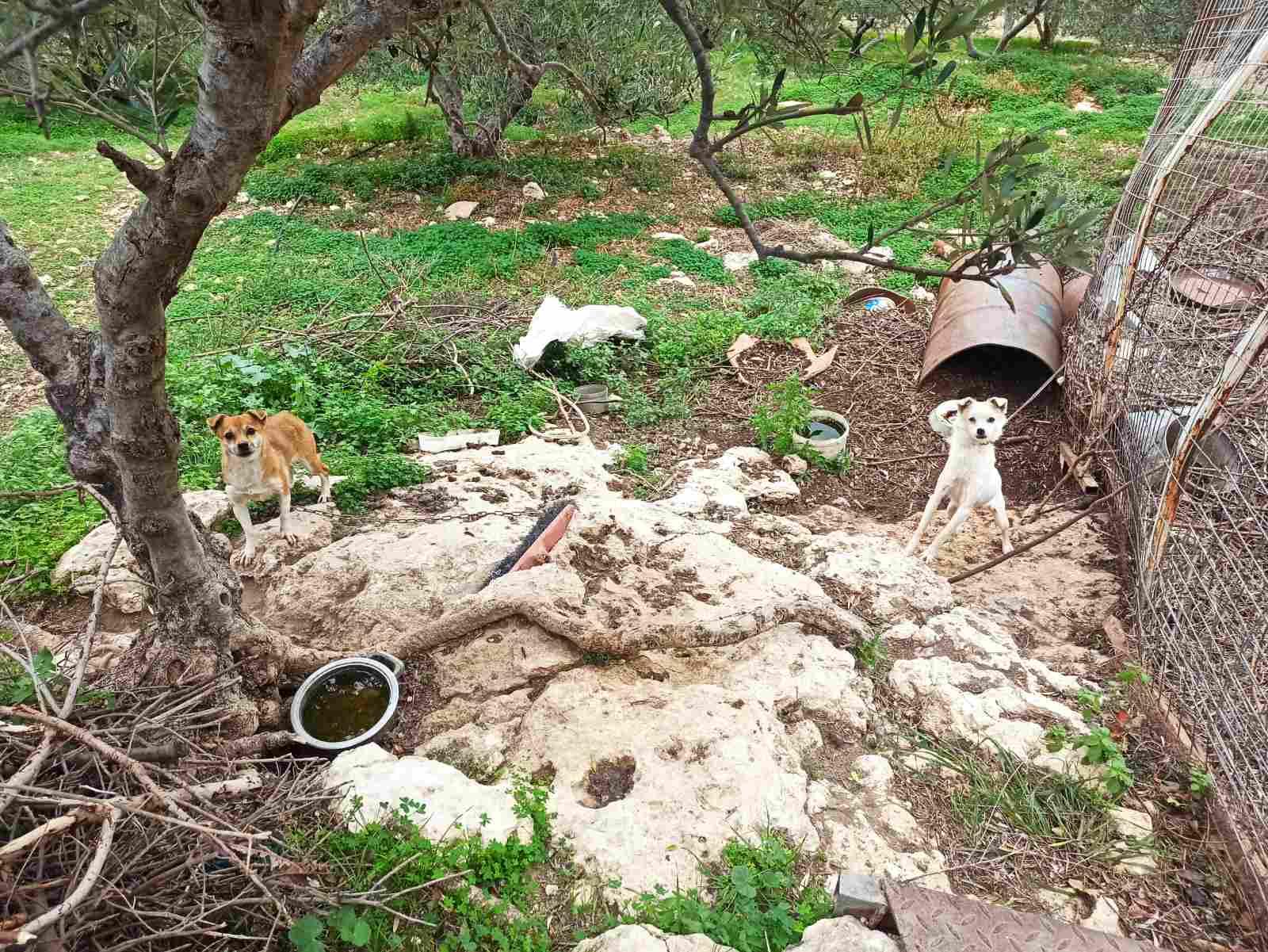 Στο πεδίο με την πρώτη Αστυνομία Ζώων-3