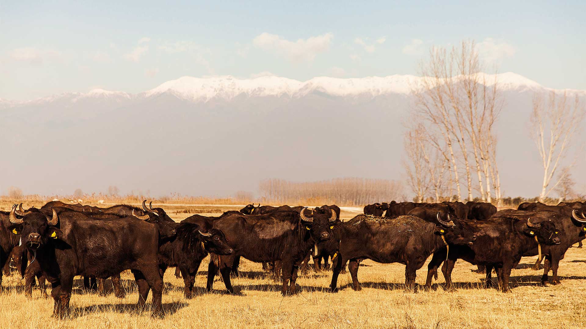 Στη λίμνη Κερκίνη, για βόλτες με ποδήλατο και βουβάλι κοκκινιστό-2