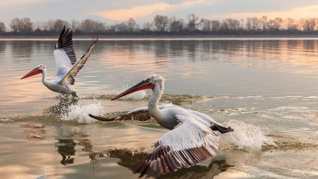 στη-λίμνη-κερκίνη-για-βόλτες-με-ποδήλα-563555056