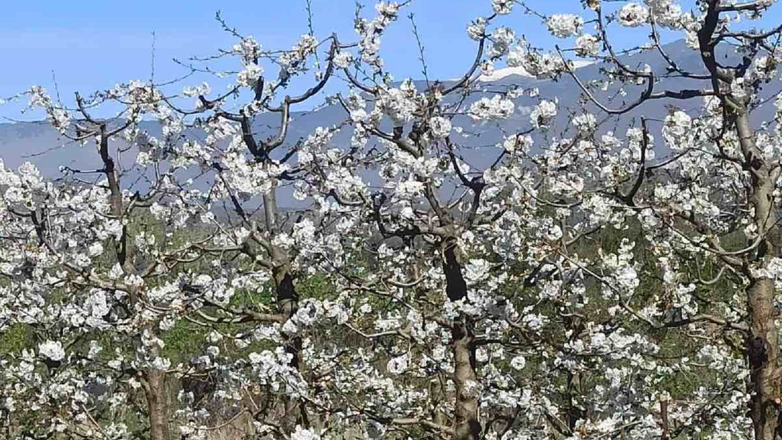 Ιάπωνας διπλωμάτης, από το «χανάμι» του Τόκιο στις ανθισμένες κερασιές της Πέλλας-1