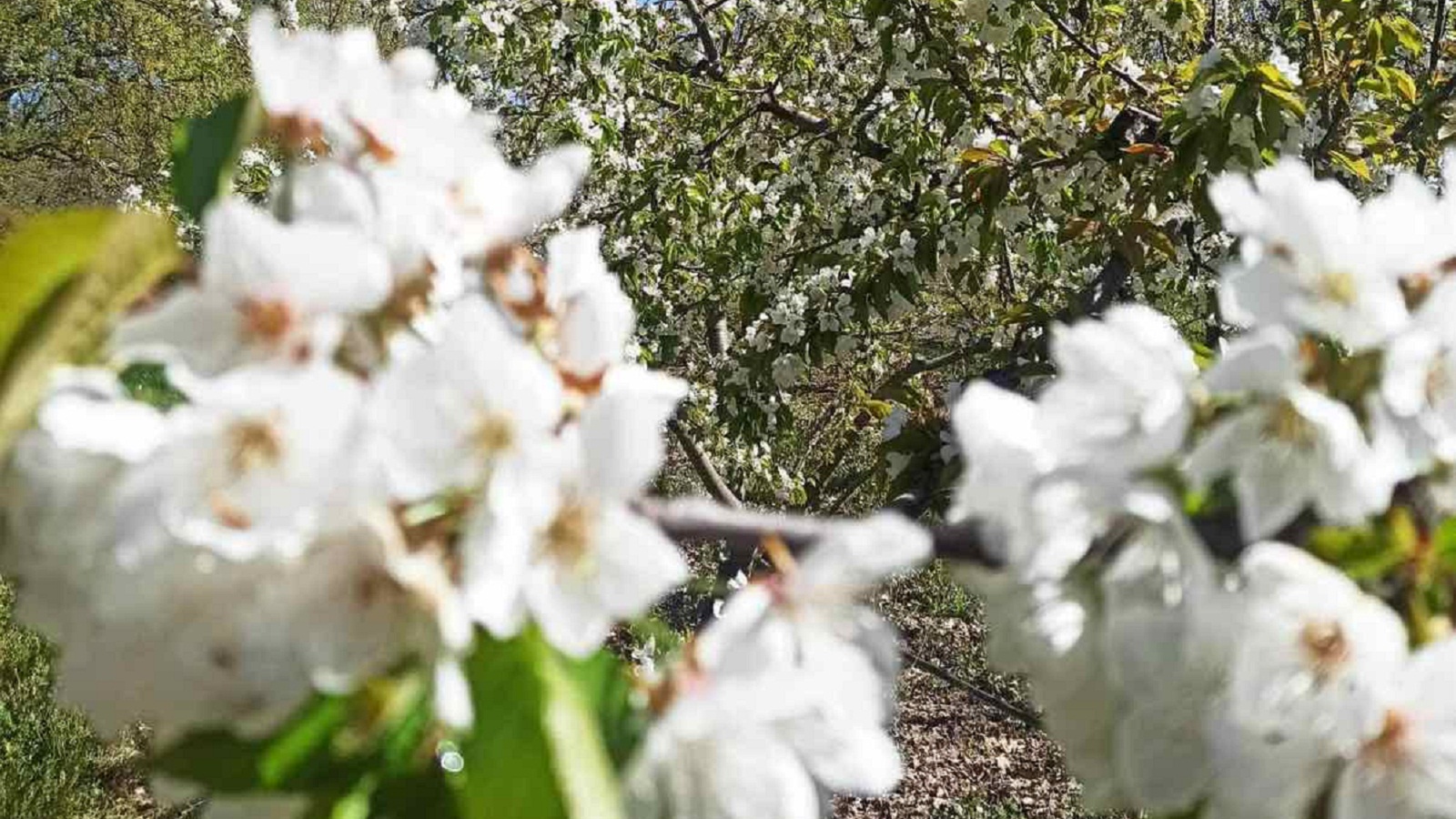 Ιάπωνας διπλωμάτης, από το «χανάμι» του Τόκιο στις ανθισμένες κερασιές της Πέλλας-2