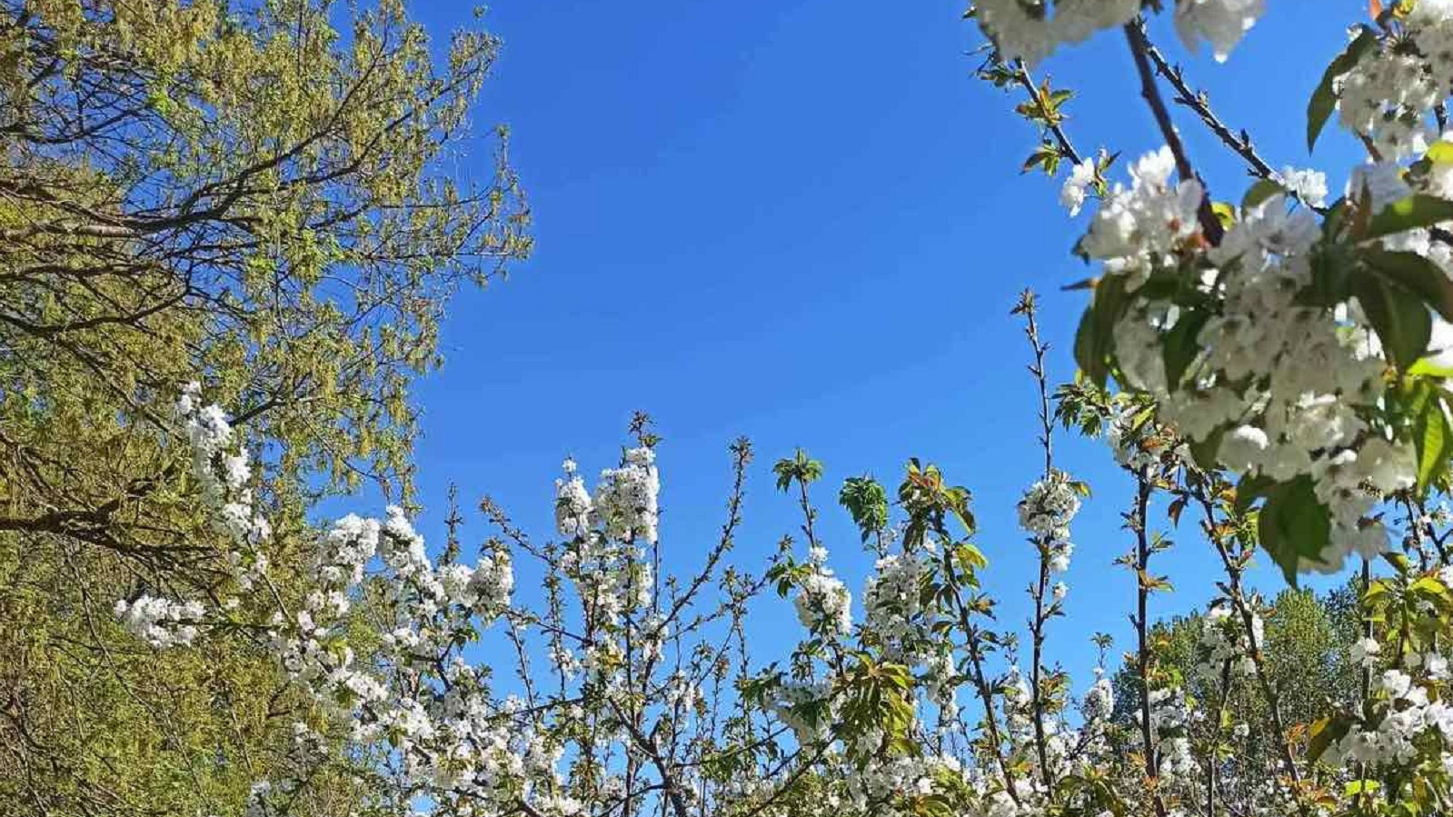 Ιάπωνας διπλωμάτης, από το «χανάμι» του Τόκιο στις ανθισμένες κερασιές της Πέλλας-3