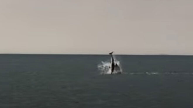 η-σκοτεινή-πλευρά-των-αρσενικών-δελ-563572951