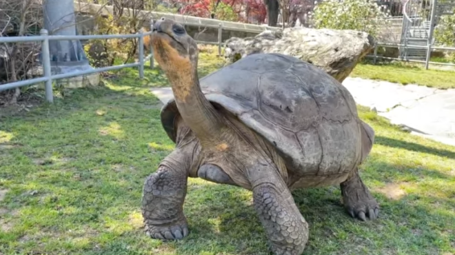 απειλούμενη-χελώνα-γκαλαπάγκος-έγιν-563552497