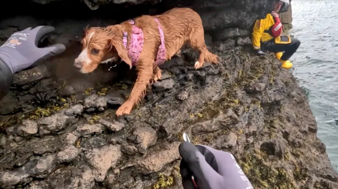 ουαλία-αίσιο-τέλος-για-το-σπάνιελ-που-κ-563572189