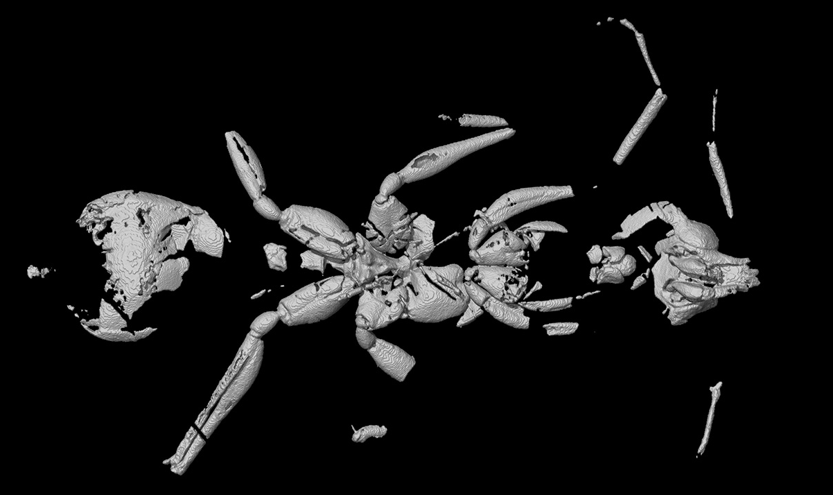 Το «μυρμήγκι της κόλασης»: Η Επιστήμη μόλις ανακάλυψε το αρχαιότερο είδος, 113 εκατ. ετών-1