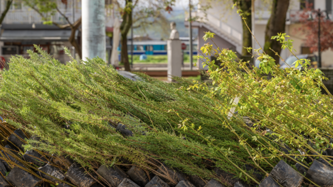 όταν-η-ελπίδα-δίνει-ζωή-ρίζα-με-ρίζα-563584462