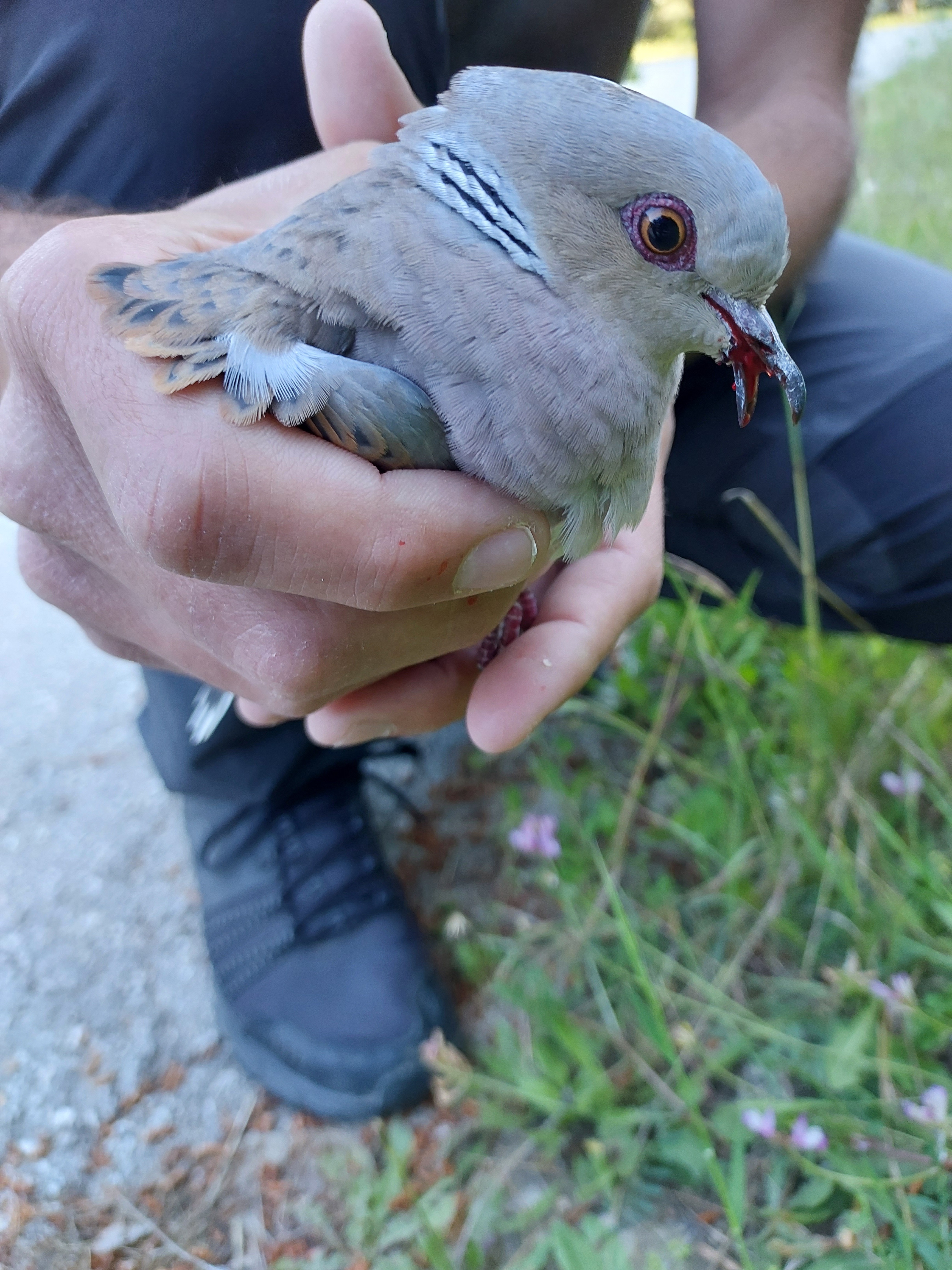 Η εαρινή σύναξη των λαθροθηρών-3
