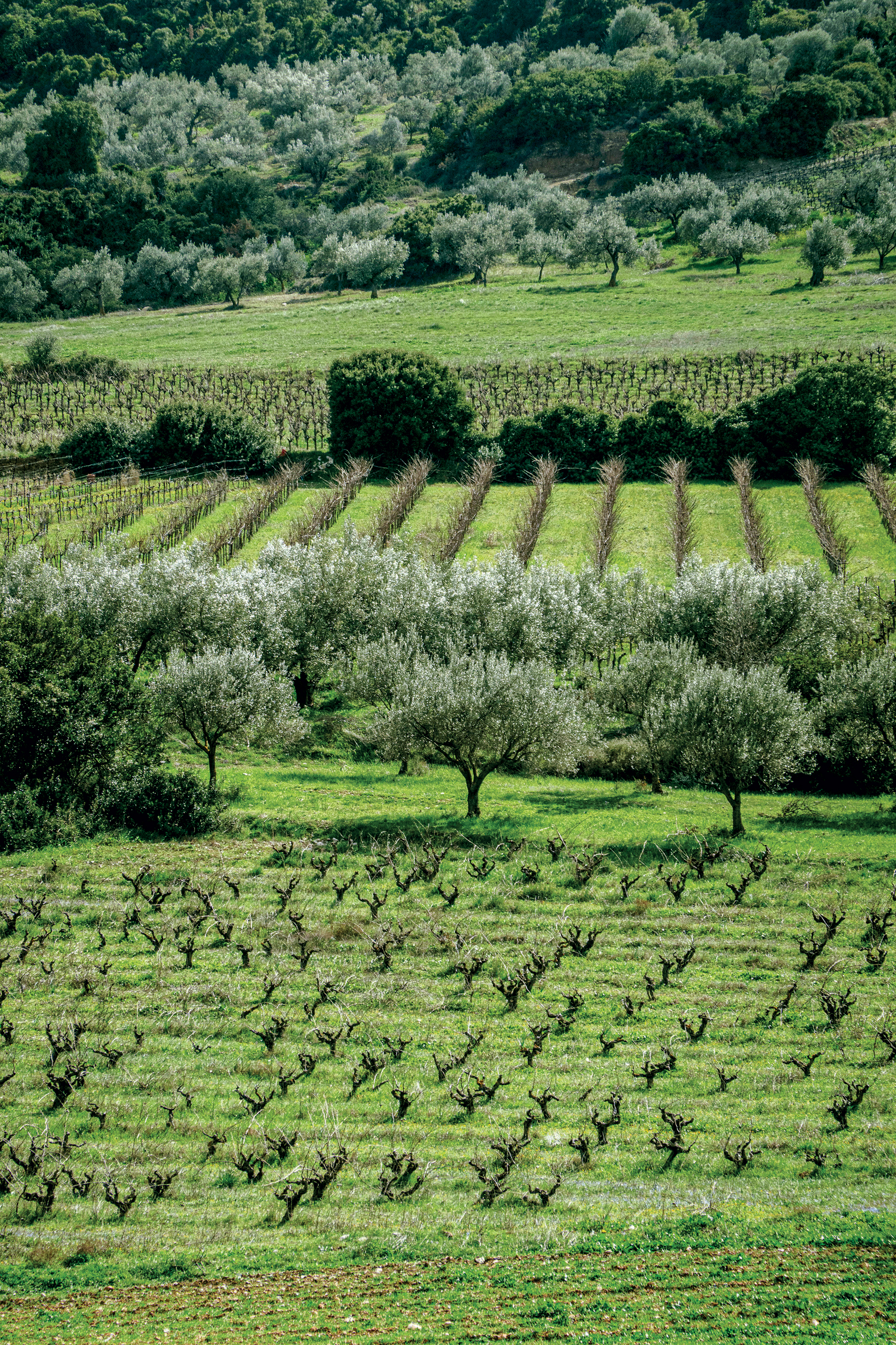 Μία μέρα στη Νεμέα, για καλό κρασί και αρχαία μνημεία-1