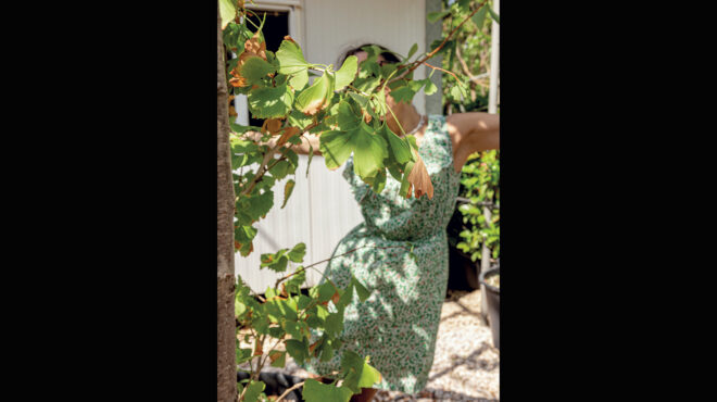 το-αιωνόβιο-φυτό-που-ανακουφίζει-τον-π-563546950