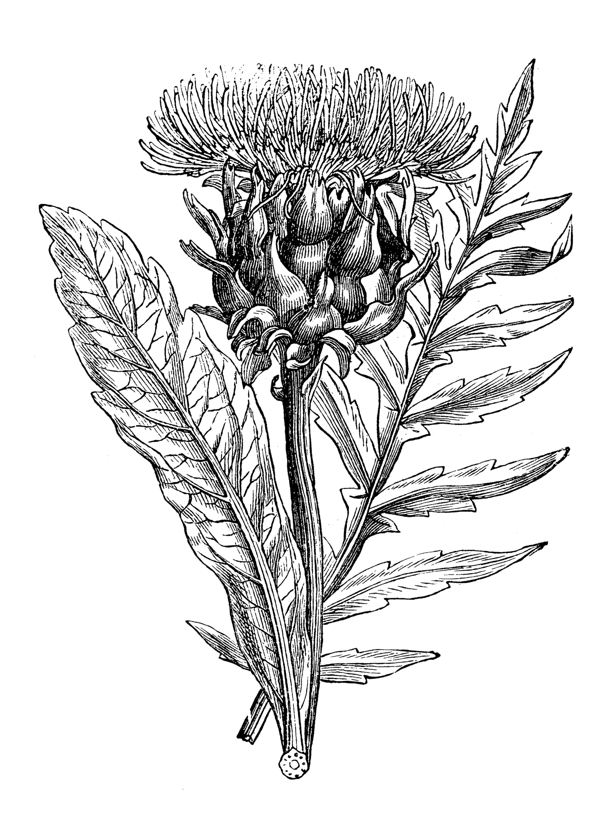 Το νόστιμο λαχανικό που προστατεύει το συκώτι-1