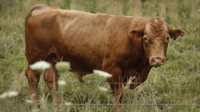 η-ουγγαρία-παρατάσσει-στρατιώτες-γ-563544724