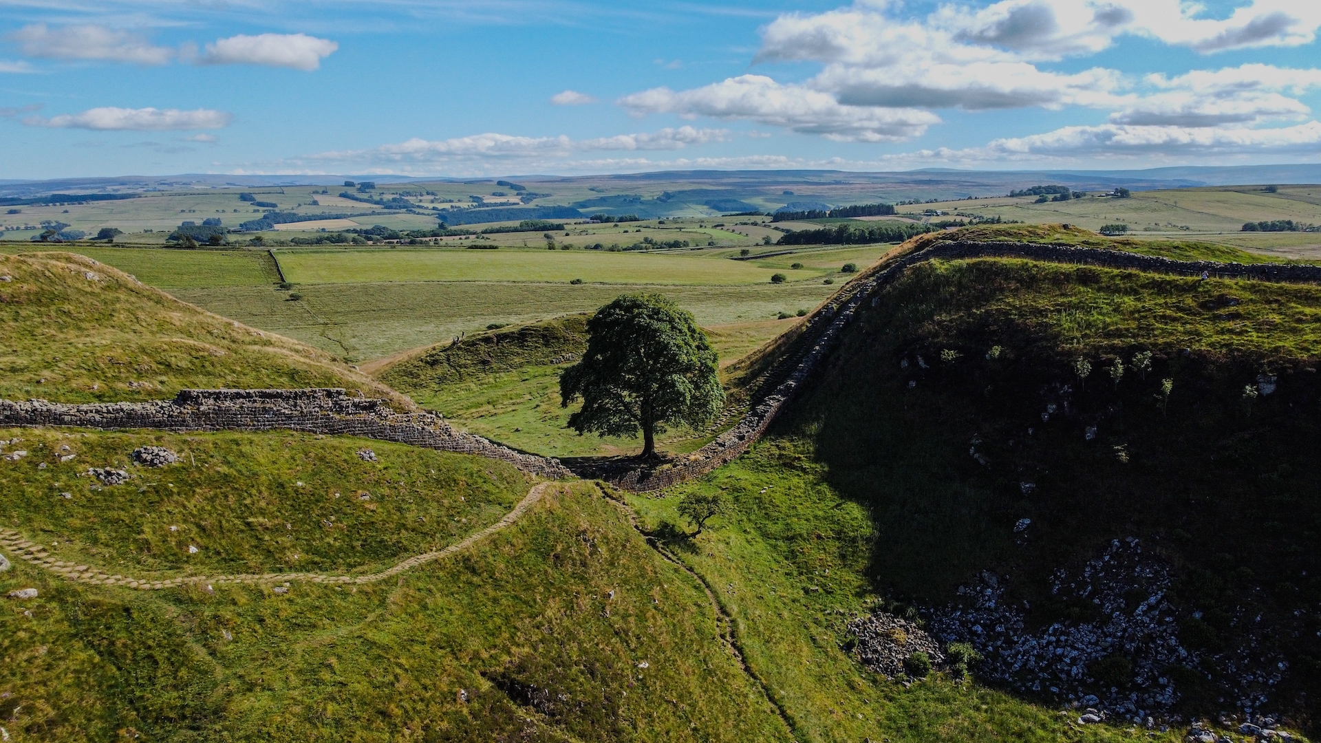 Χρειάστηκαν τρία λεπτά για να καταστραφεί ένα δέντρο ενός αιώνα-2