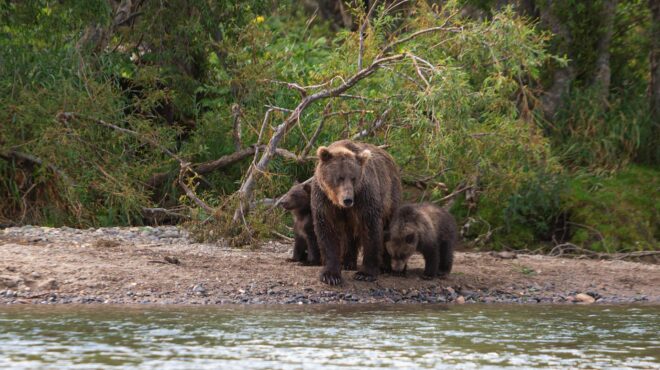 οι-αρκούδες-έσωσαν-το-χωριό-μας-563553436