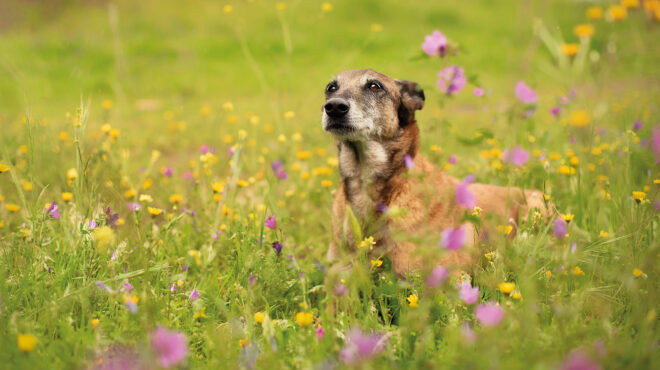 ανασταίνονται-τα-σκυλιά-563578759