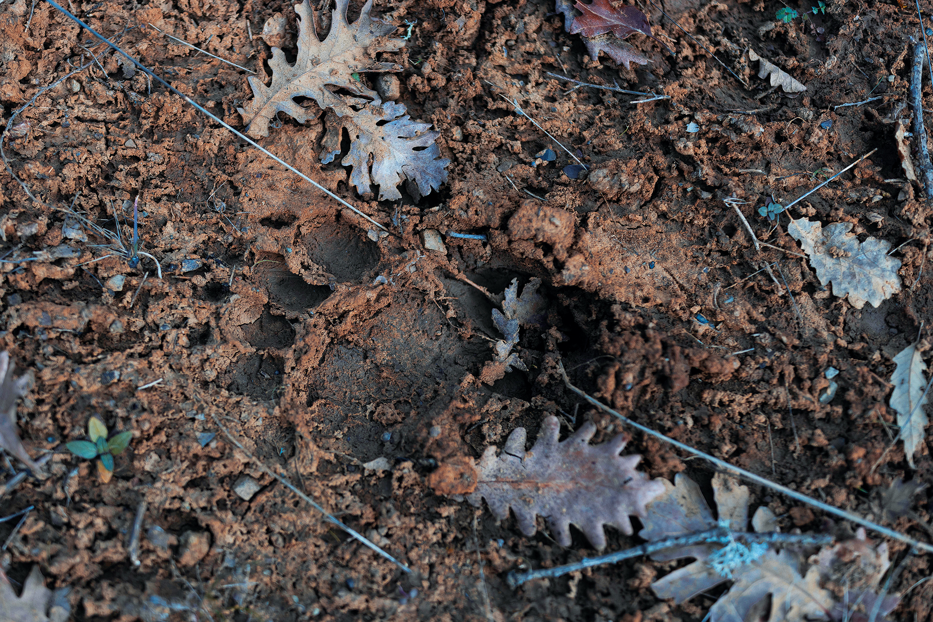 Πώς η Πίνδος ετοιμάζεται να κάνει το «θαύμα» της-2