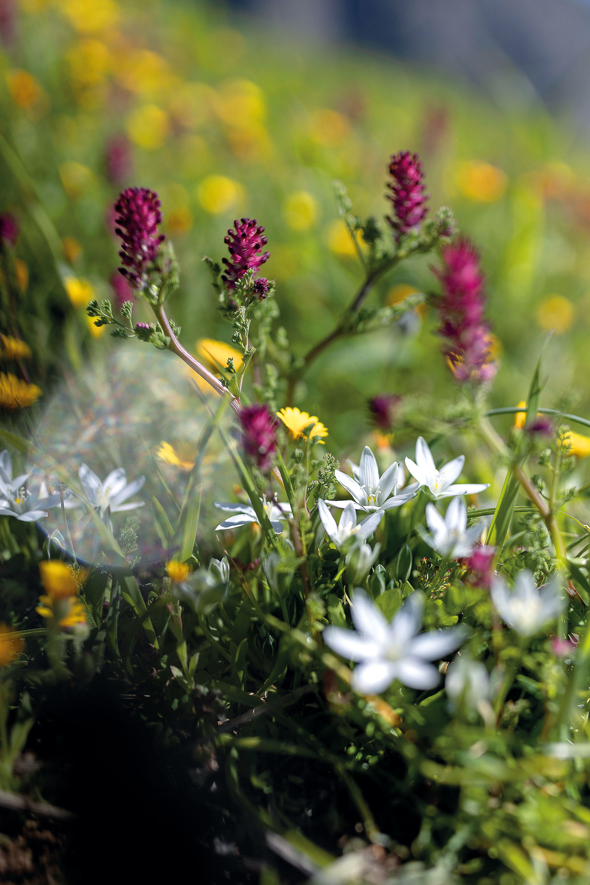 Πώς η Πίνδος ετοιμάζεται να κάνει το «θαύμα» της-4