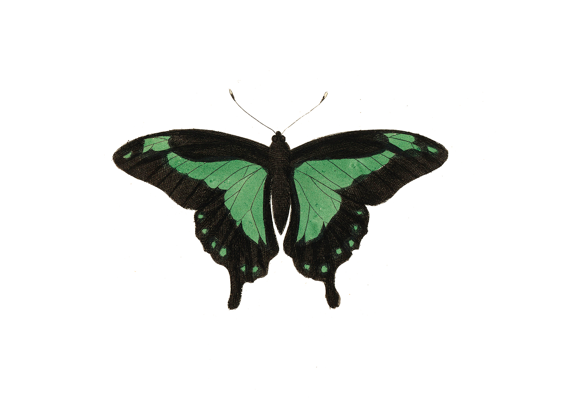 Εξαφανίζονται οι πεταλούδες;-1