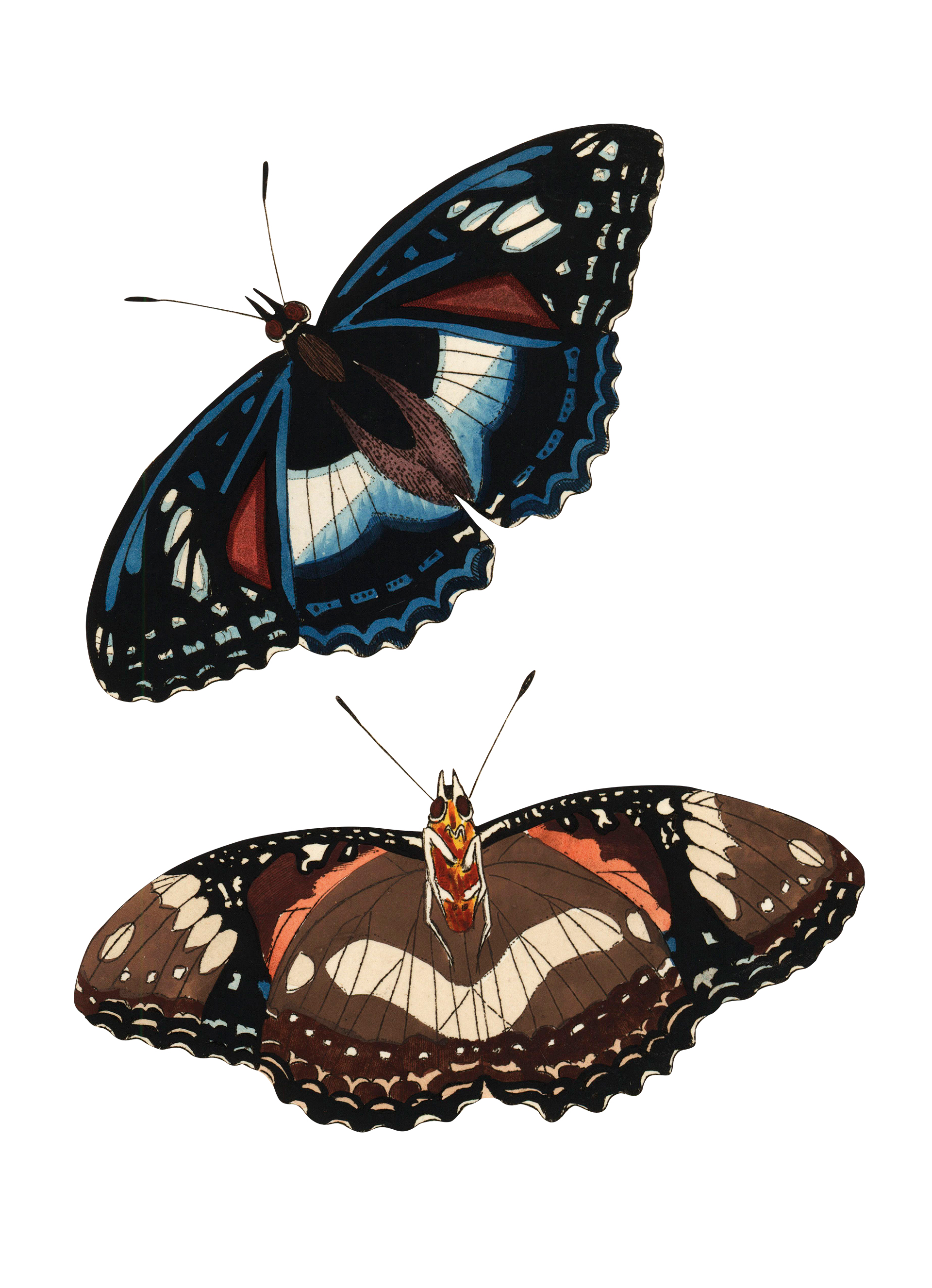 Εξαφανίζονται οι πεταλούδες;-2