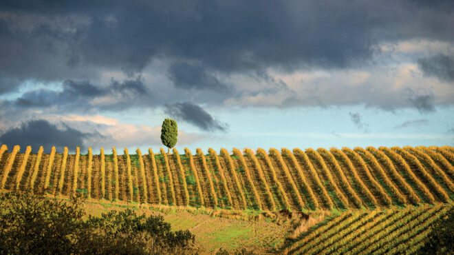 γνωριμία-με-το-brunello-ένα-από-τα-πιο-ιδιαίτε-563547052