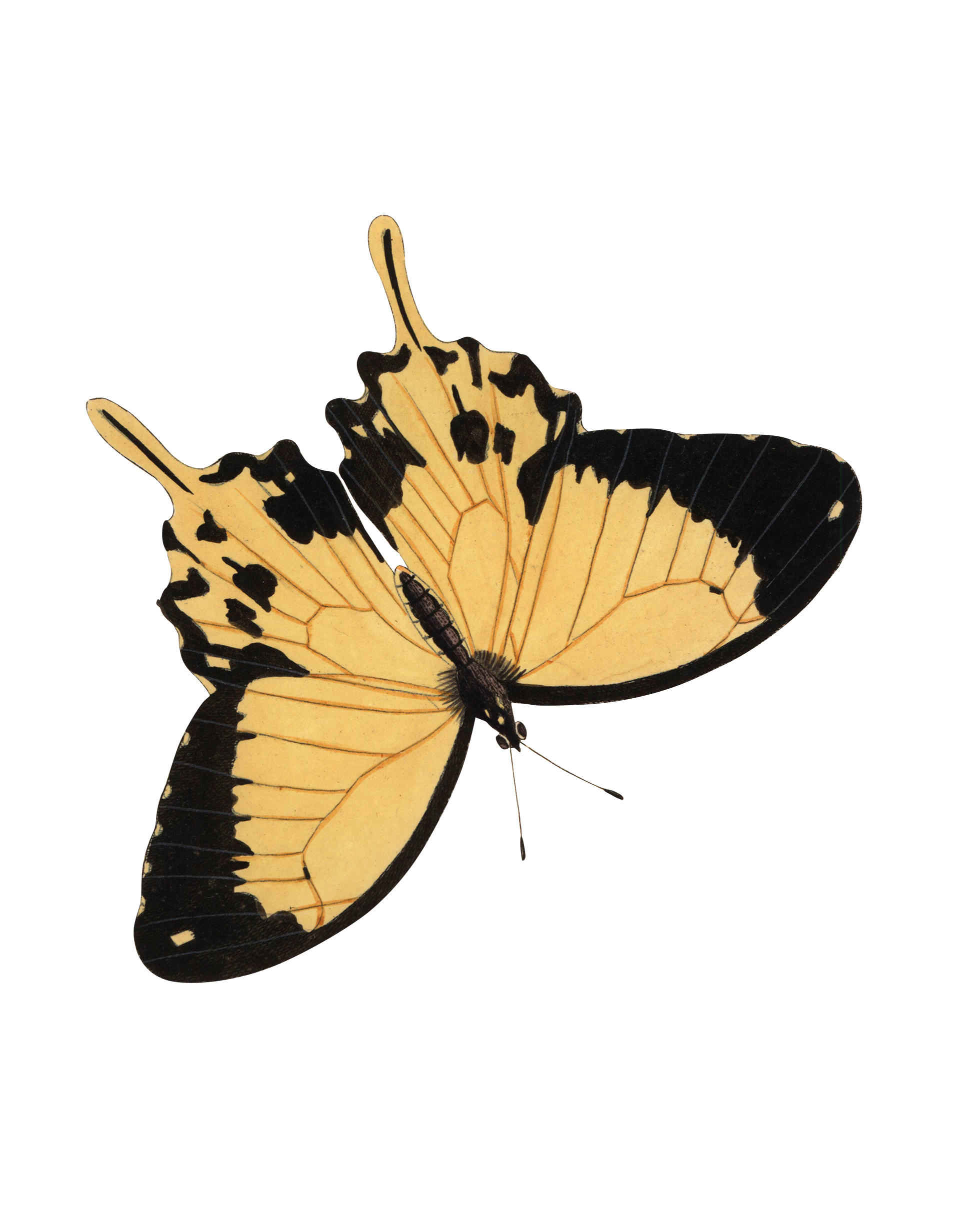 Εξαφανίζονται οι πεταλούδες;-3