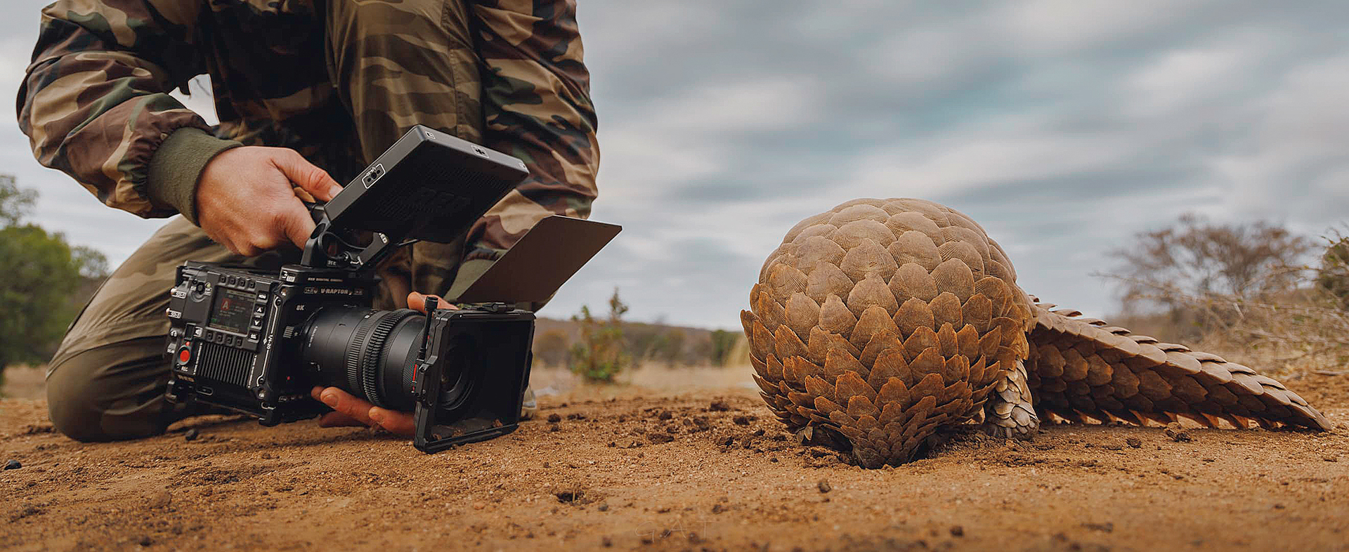 Εσείς ξέρατε ότι ο παγκολίνος δεν έχει εκφράσεις στο πρόσωπό του;-2