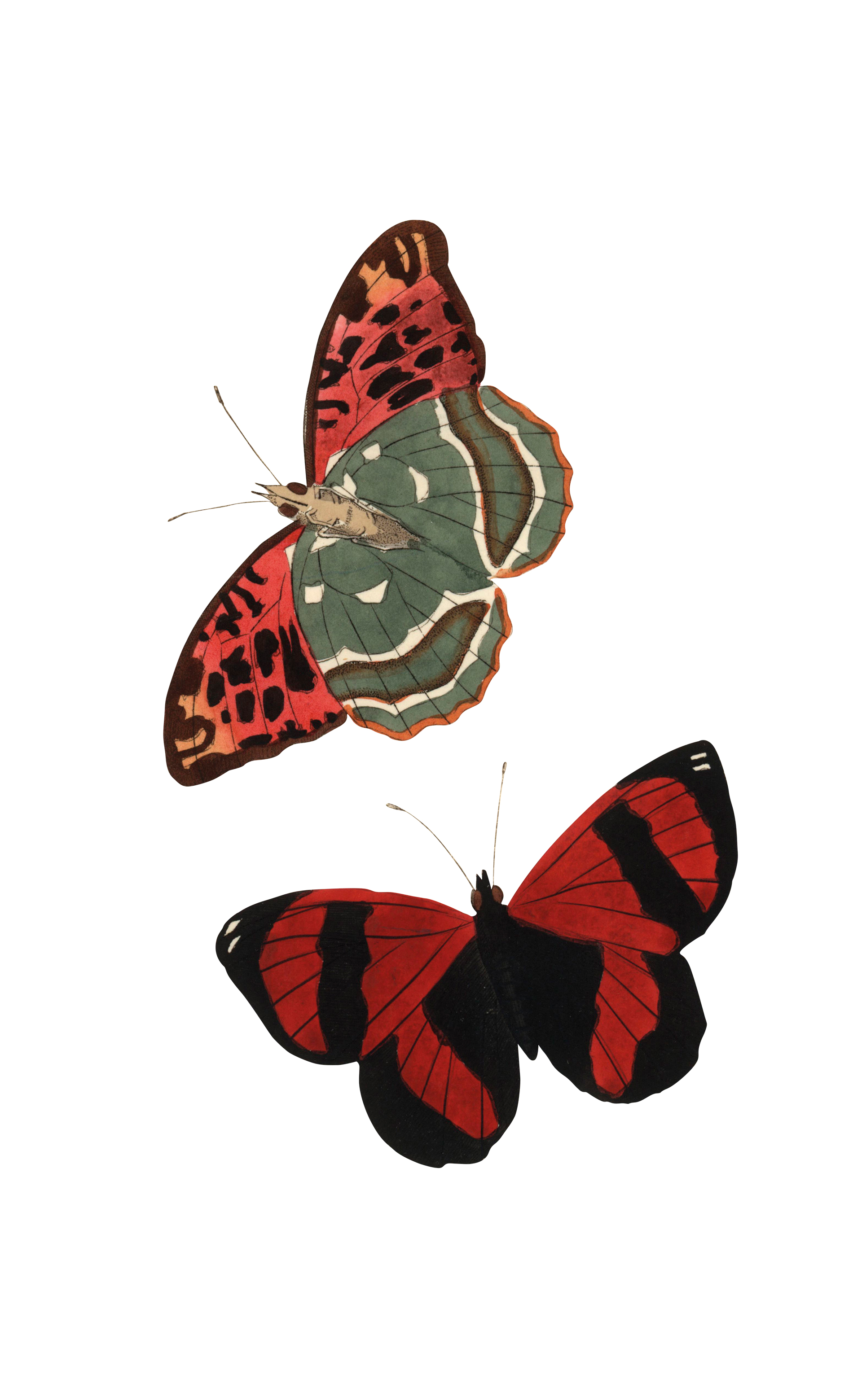 Εξαφανίζονται οι πεταλούδες;-4