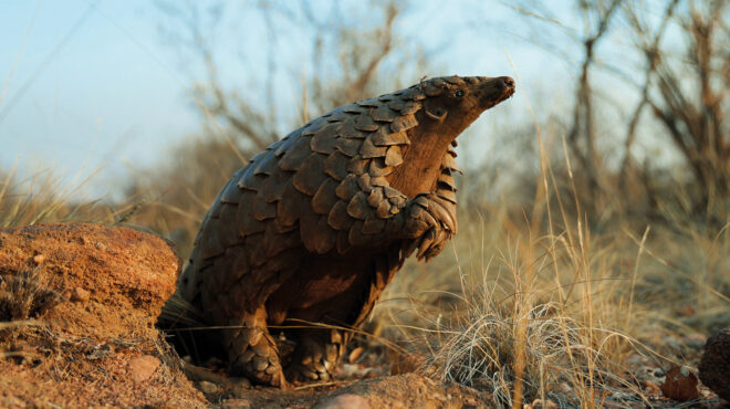 εσείς-ξέρατε-ότι-ο-παγκολίνος-δεν-έχει-563578831