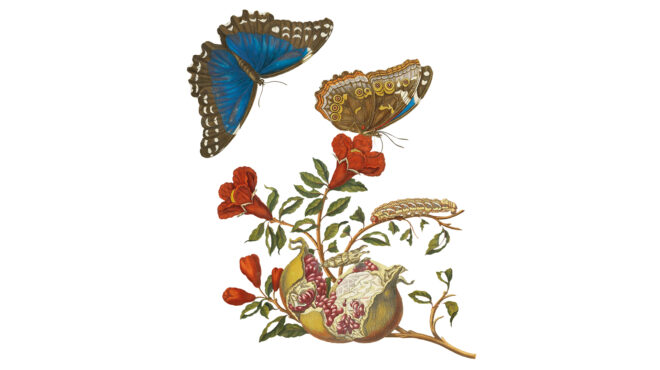 εξαφανίζονται-οι-πεταλούδες-563586703