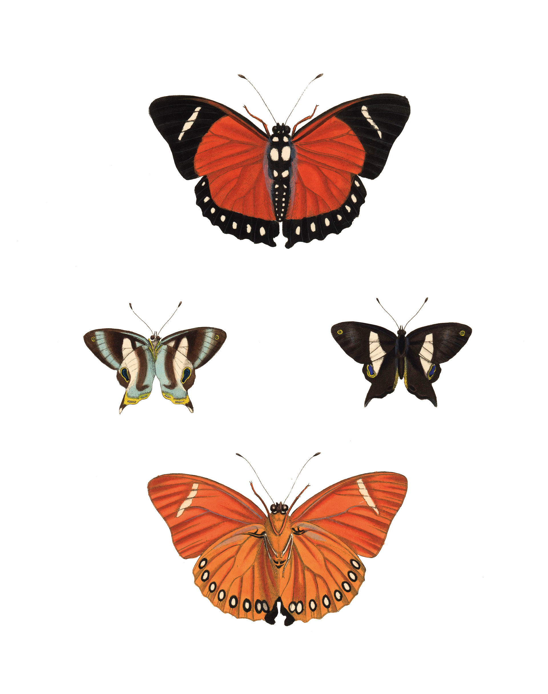 Εξαφανίζονται οι πεταλούδες;-5