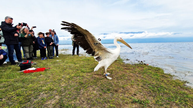 πτήση-προς-την-ελευθερία-563565154
