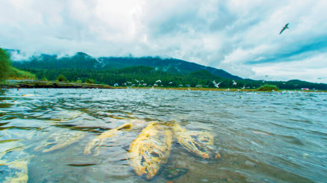 ο-θάνατος-έρχεται-από-τη-φύση-563589007