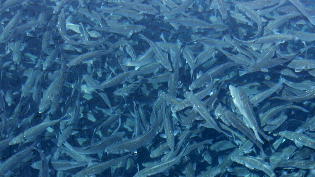 τι-ψάχνουν-οι-τούρκοι-στις-ιχθυοκαλλι-563561476