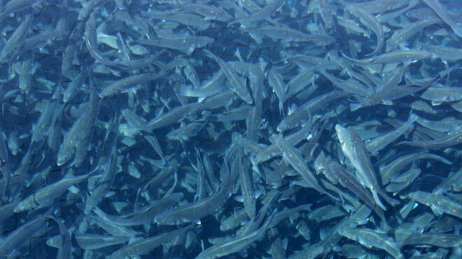 τι-ψάχνουν-οι-τούρκοι-στις-ιχθυοκαλλι-563561476