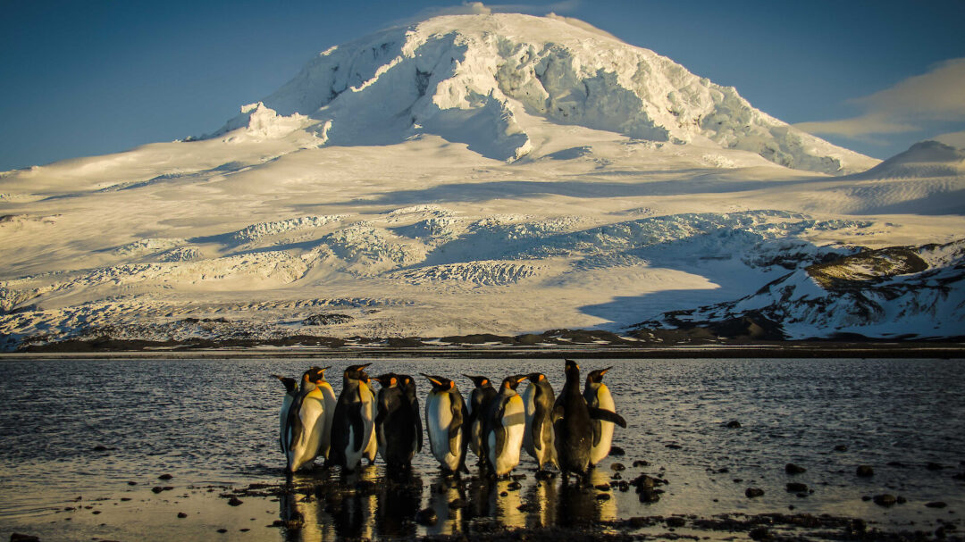 ο-τραμπ-επιβάλλει-δασμούς-στους-πιγκ-563546278