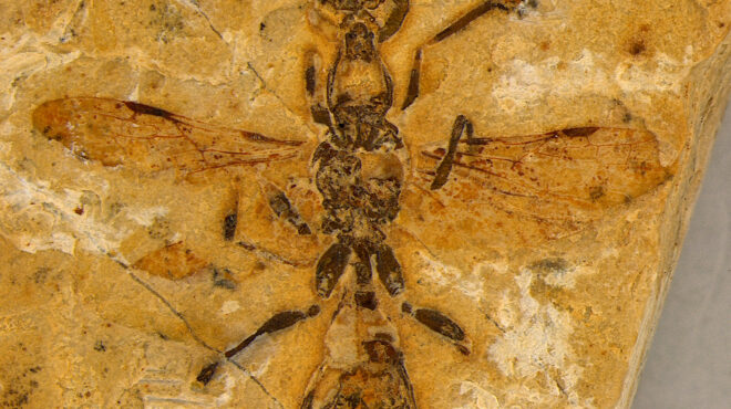 κένυα-δικαστήριο-καταδίκασε-4-ανθρώπο-563580181