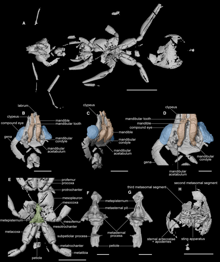 Το «μυρμήγκι της κόλασης»: Η Επιστήμη μόλις ανακάλυψε το αρχαιότερο είδος, 113 εκατ. ετών-3