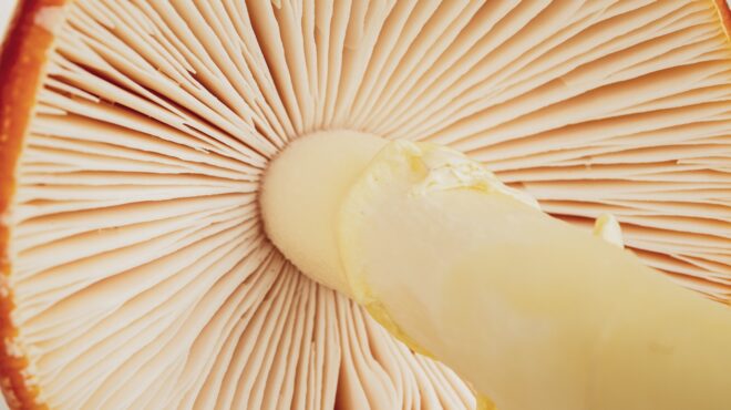 ξεκίνησε-η-δίκη-για-το-φονικό-γεύμα-με-μ-563586952