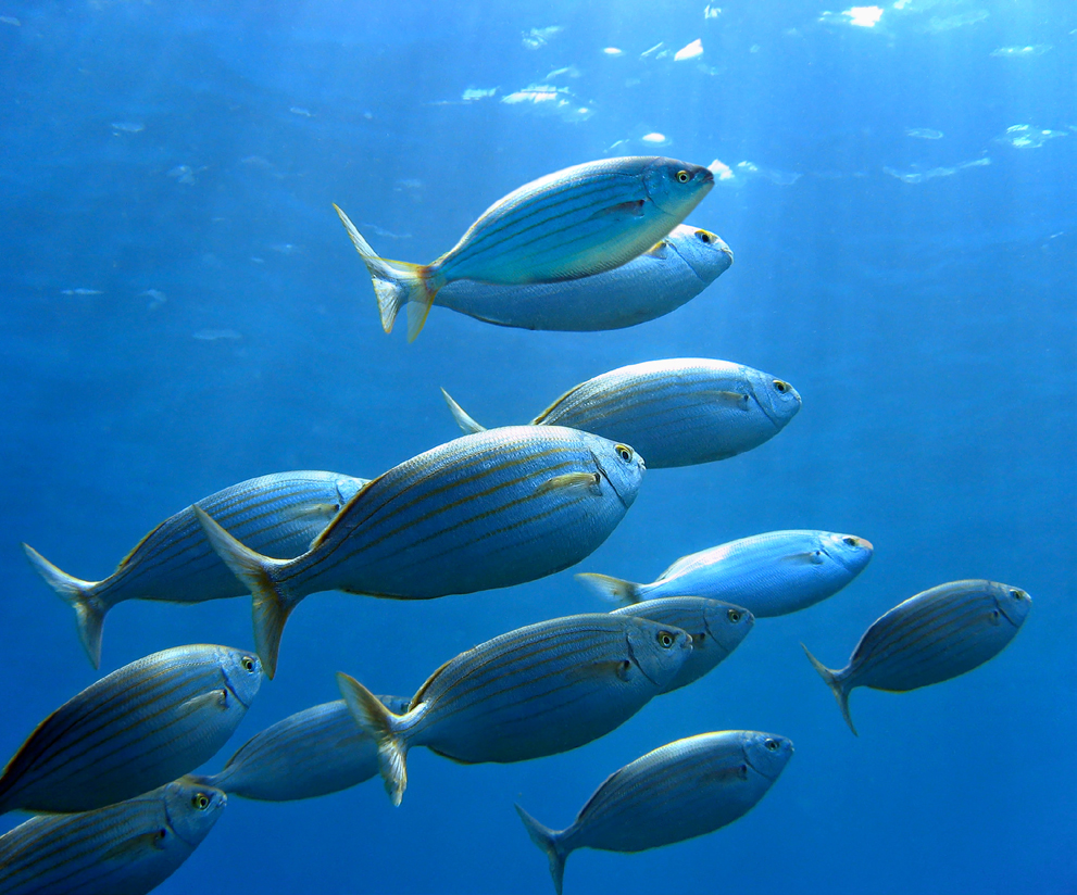 Εξι σενάρια για το μέλλον της Μεσογείου-7