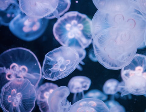 Εξι σενάρια για το μέλλον της Μεσογείου-3