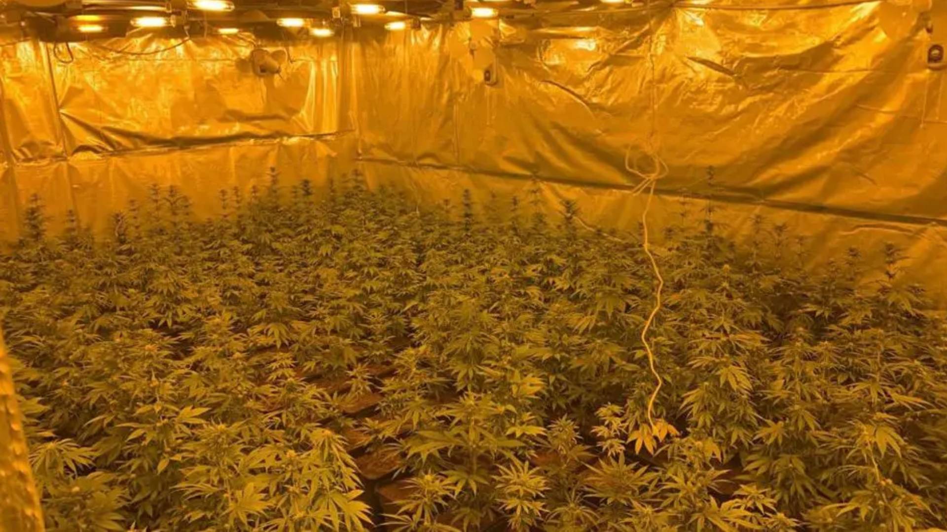 Στα χέρια των αρχών συμμορία που διακινούσε κοκαΐνη και υδροπονική κάνναβη σε Αττική και Κρήτη-1