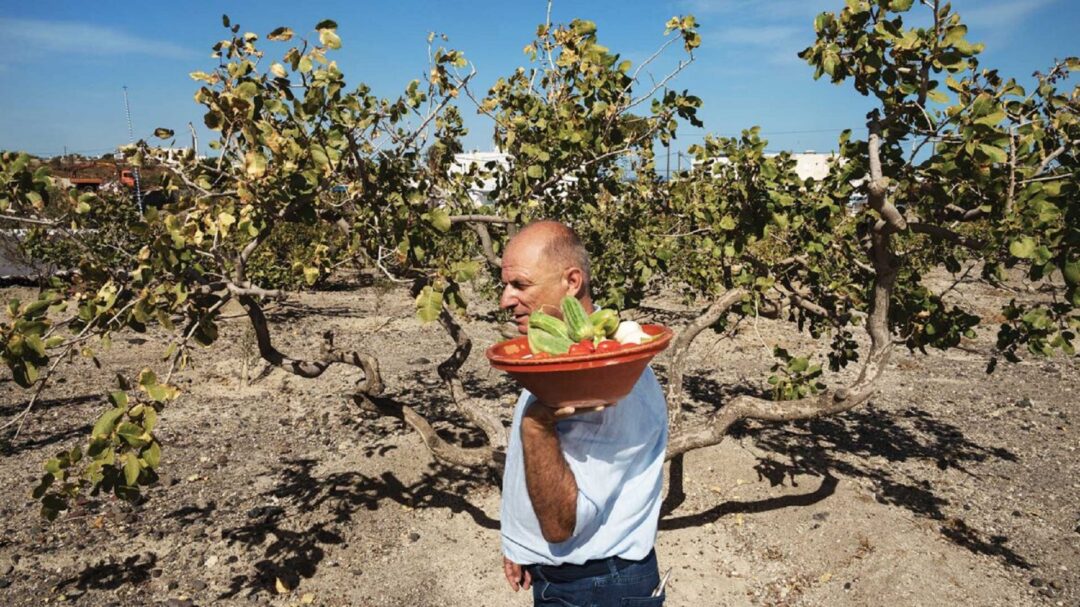 γιάννης-νομικός-ο-καλλιεργητής-που-δι-563573737