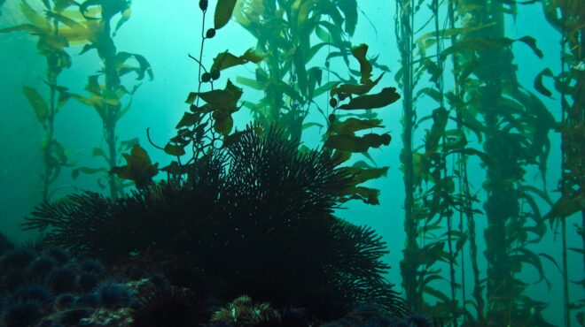 κοχλάζει-η-θάλασσα-εξαιτίας-της-κλι-563564167