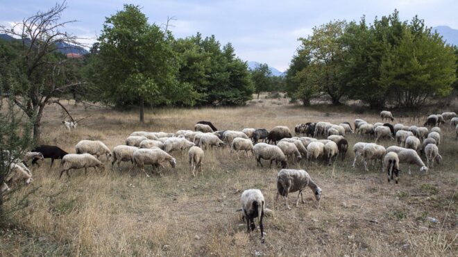 θεσσαλονίκη-απαγόρευση-εισόδου-ζωντ-563588737