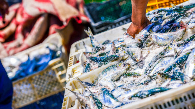 τα-ψάρια-τελειώνουν-σεφ-αλιείς-και-ε-563574517