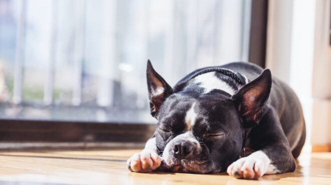 κλωνοποίησα-τον-σκύλο-μου-με-50-000-δολάρια-563572744