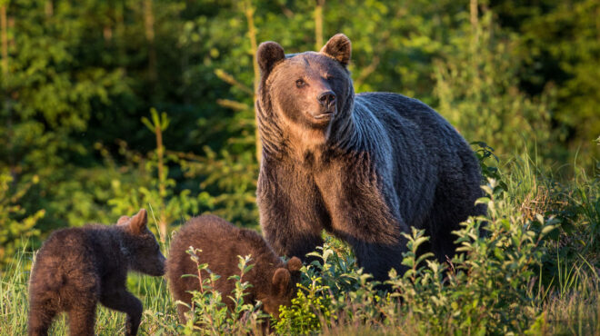 η-σλοβακία-θα-θανατώσει-350-αρκούδες-λόγ-563545021