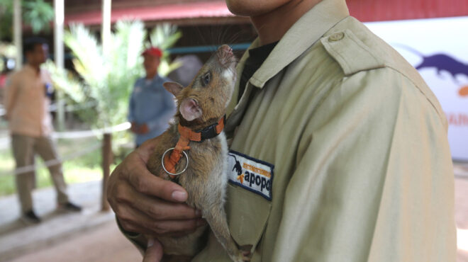 αρουραίος-που-ανιχνεύει-νάρκες-μπήκε-563549599