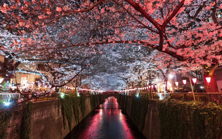 Τακαάκι Νεμότο στην «Κ»: «Οταν είδα τις ανθισμένες κερασιές της Πέλλας συγκινήθηκα»-4